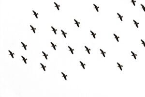 g0b816a055635c8a464d3731b85884c50ac7891925c8dd5897f154081296c1ad50c94effd9d8c45b2a8a7f660dce9f8b6caf05caa30f43ece03b6d0e6ee2e209a_1280-1972221.jpg